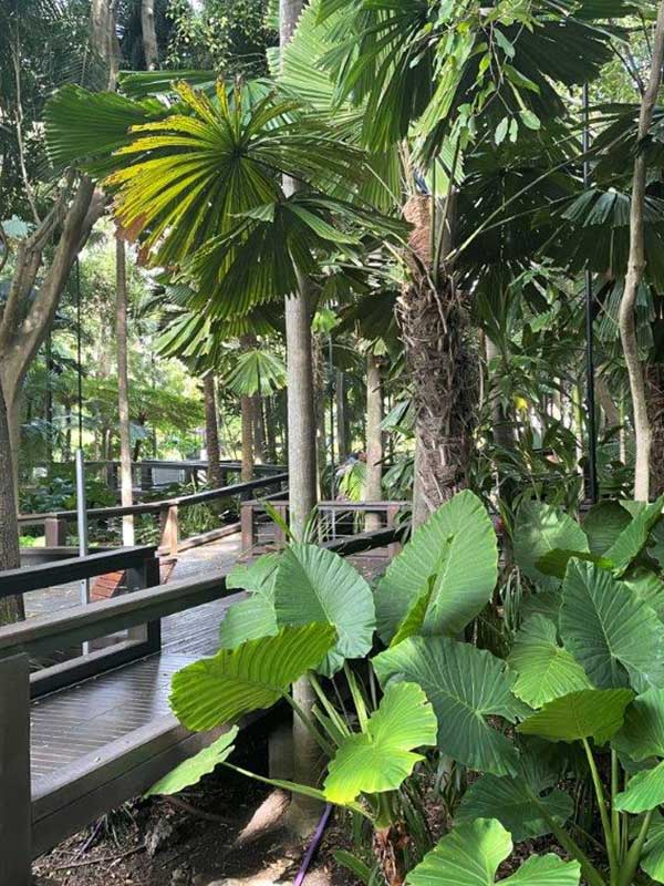 meanjin-meander-brisbane-guidebook